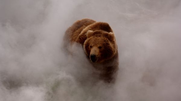 natură,animale sălbatice,Grizzly Bears,Urs grizli,urs brun,aburi