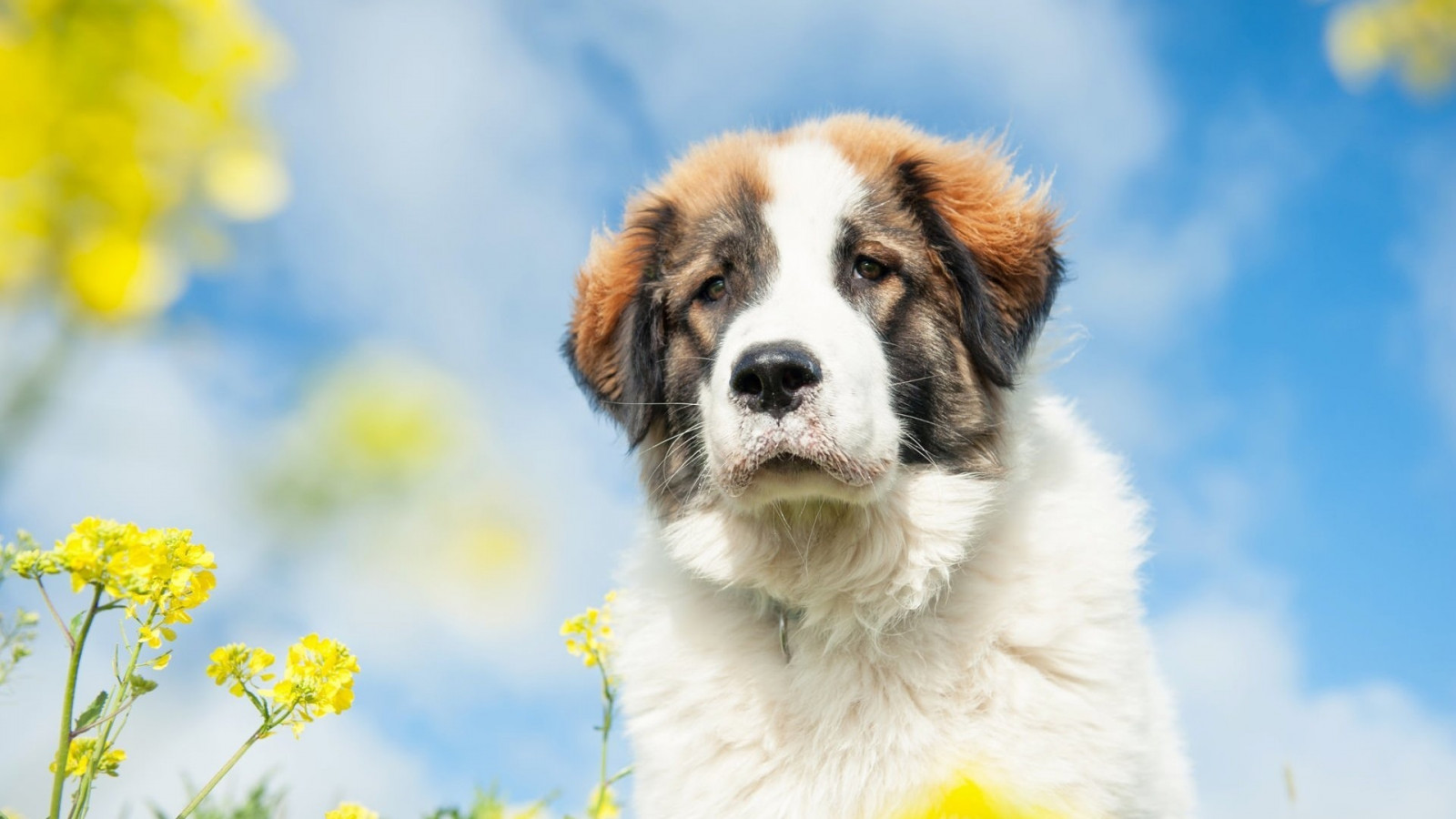 hund, dyr, blomster, natur