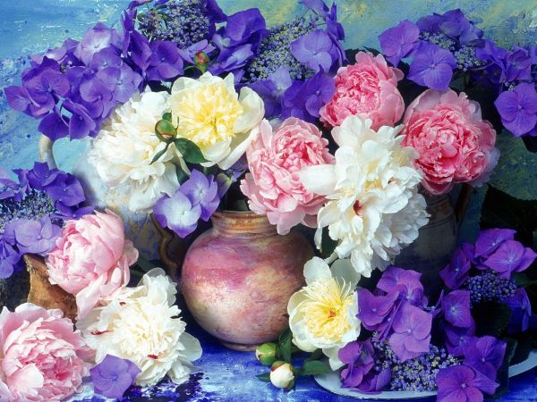 hortenzia,virágok,virág,peonies,festmény,kancsók