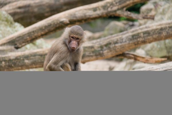 Duitsland,dieren in het wild,Dierentuin,Berlijn,dier,aap