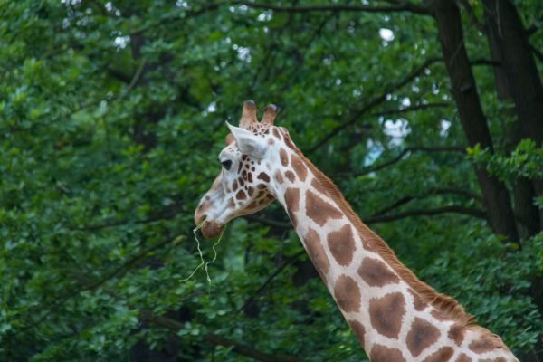 Germania, natura, Zoo, Berlino, animale, djur