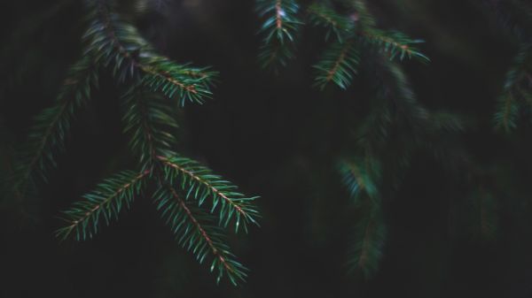 la photographie,la nature,Profondeur de champ,forêt,Macro,fermer