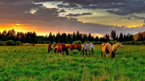 nube,cielo,planta,caballo,árbol,Natural landscape