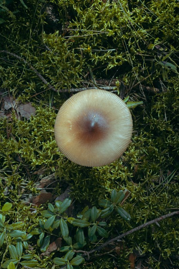 растение,terrestrial plant,Natural landscape,гриб,Дерево,фрукты