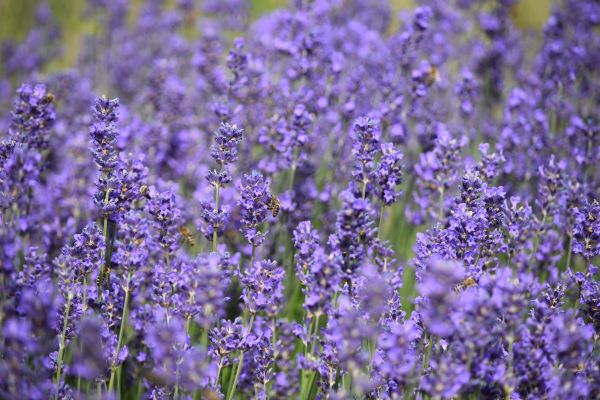 natur,lilla,lavendel,forår,blomst,plante