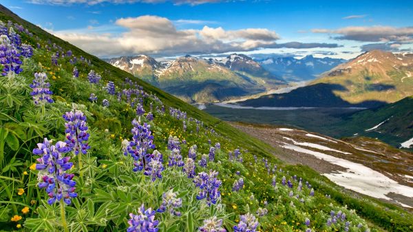 natura,paesaggio,cielo,nuvole,fiori,valle