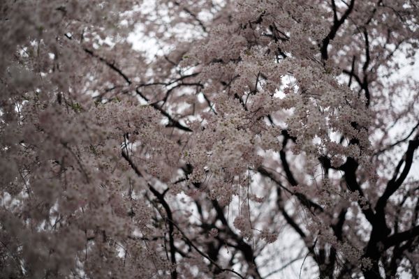 Japon,branche,fleur de cerisier,fleur,printemps,Leica