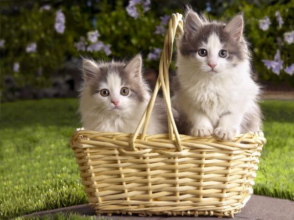 steam basket,anak kucing,bunga-bunga,rumput,tiga