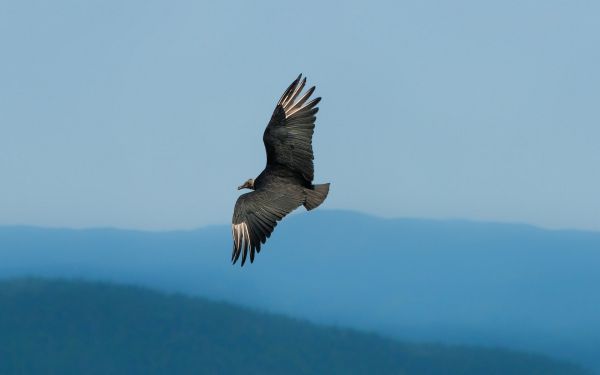 himmel,svinge,rovfugl,ørn,Flyve,Flyvningen