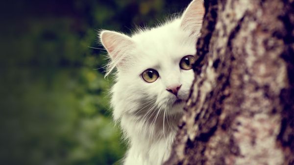 gatto,barba,Maine Coon,animali,natura,pelliccia