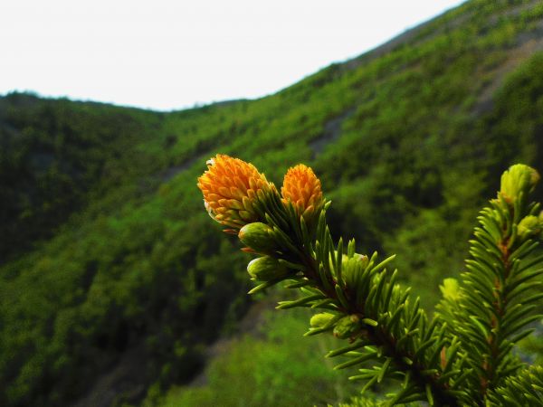 Passiebloem,landschap