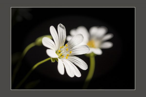 blanc,fleur,1,Niveau,moment,Blume