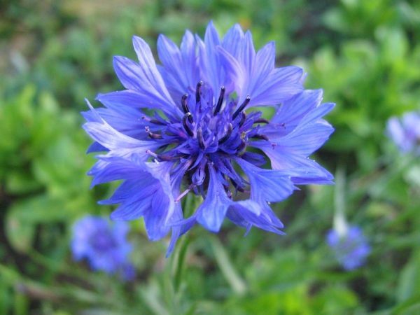 flor,planta,campo,azul,flora,florecimiento de maíz