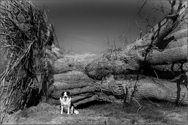 Reino Unido,Grã Bretanha,Inglaterra,Preto e branco,Bw,cachorro