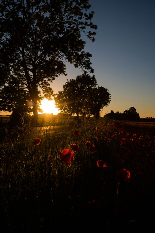 luce del sole,tramonto,rosso,cielo,campo,notte