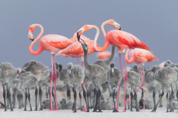 natură,animale,păsări,animale pentru copii,flamingo,adancimea terenului