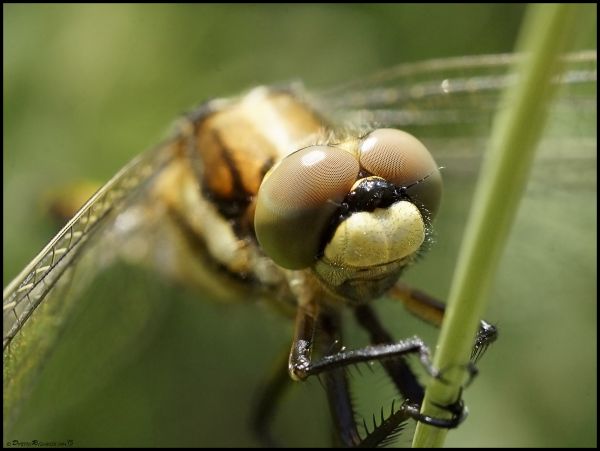 マクロ,写真,写真,ソニー,ウクライナ,昆虫