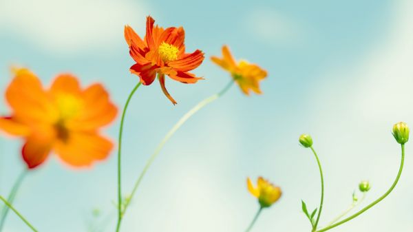 luz de sol,Flores,naturaleza,cielo,Plantas,fotografía