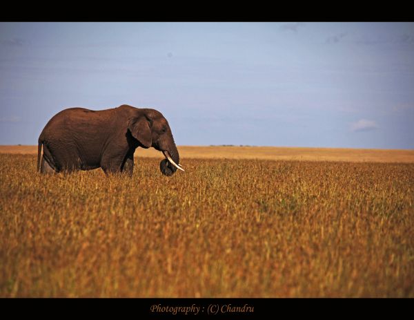 África,salvaje,vida,ligero,India,elefante