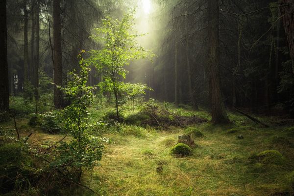 nature,sunlight,trees,forest,green,morning