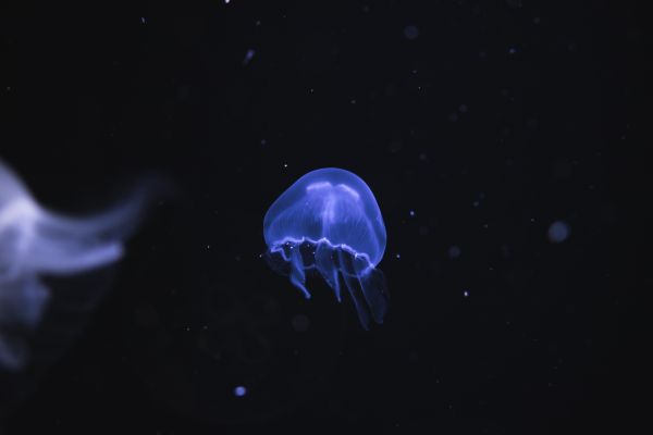 nature,animals,jellyfish,Medusa,underwater,sea