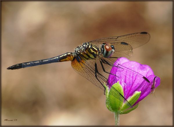 natureza, fotografia, fechar-se, Macro, inseto, Illinois