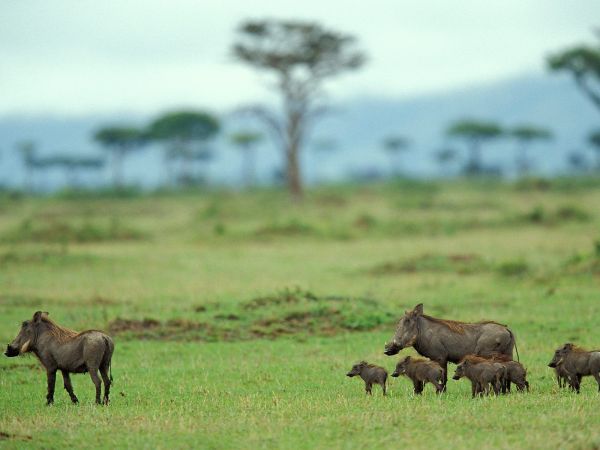 1600x1200 px,Kenia,Mara,naturaleza,familia,Cerdos