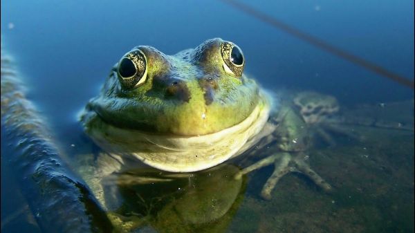 1920x1080 px,Amphibie,Frosch,Wasser