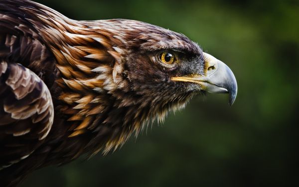 oiseau de proie,des oiseaux,animaux,la nature,faune,aigle