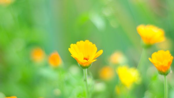 Gras,Sonnenlicht,Blumen,Feld,Makro,Gelb