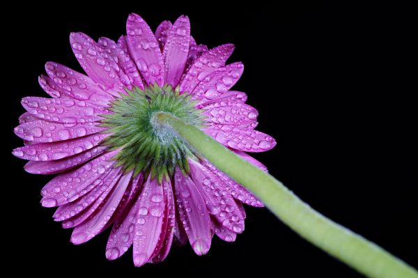 licht,bloem,macro,water,kleur,zwarte achtergrond