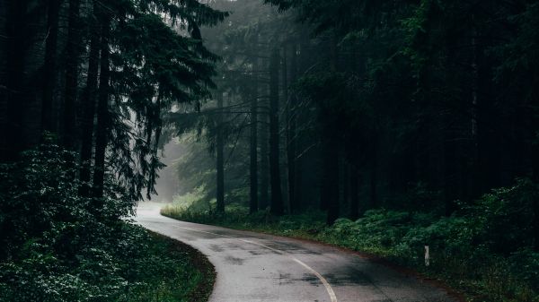 Landschaft,Natur,Bäume,Wald,wet road,Straße