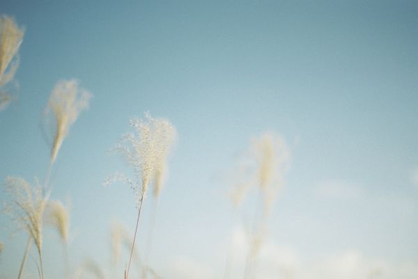 luz de sol,corazón,césped,cielo,calma,Mañana