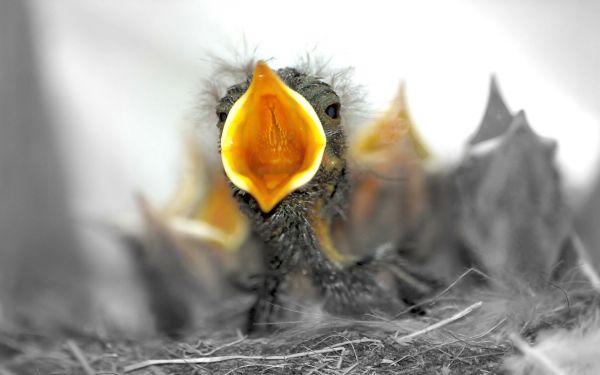 burung-burung,hewan,alam,fotografi,kuning,margasatwa