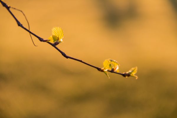 sollys,natur,fotografering,gren,soloppgang,grønn