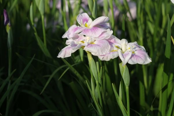 Japon,Tokyo,Fujifilm,herbe,Daylily,Glaïeul