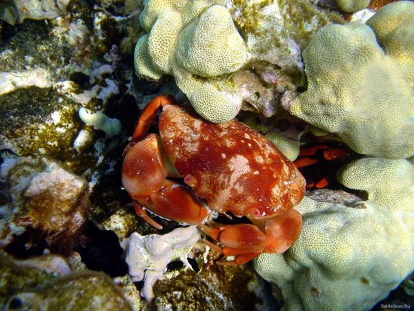 sea,food,wildlife,underwater,coral,crabs