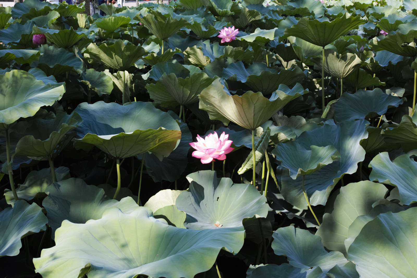 jardin, la nature, étang, Quattro, Tokyo, Lotus, feuille, fleur, plante, flore, Ueno, pétale, Sigma, Dp, Dp2, Dp2quattro, Dp2q, Fleur sauvage, botanique, Plante terrestre, plante à fleurs, Écosystème, Plante annuelle, Plante aquatique, Lotus sacré, Famille de lotus, Famille de la gloire du matin, Gloire du matin, Proteaux