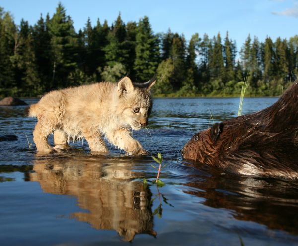 rio,lince,filhote,Castor