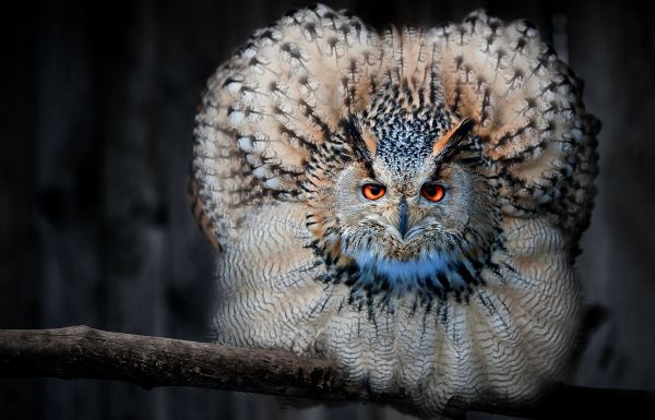 uccelli, animali, natura, fotografia, natura, uccello rapace