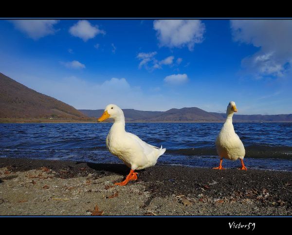 mar,azul,Itália,cisne,ártico,tundra