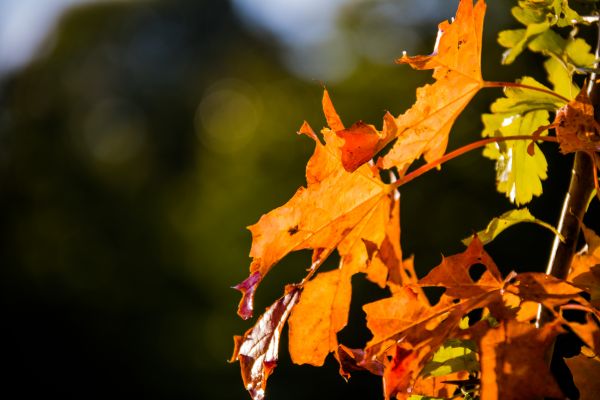 sollys, natur, afdeling, gul, lys, træ