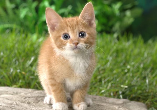 gato,asiático,fauna silvestre,Gatitos,bigotes,césped