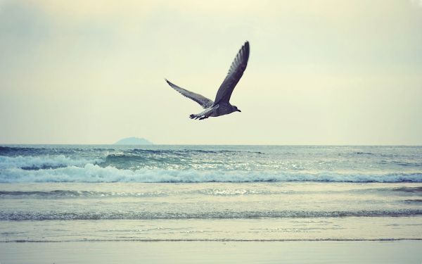 鳥,海,ビーチ,海岸,風,フライト