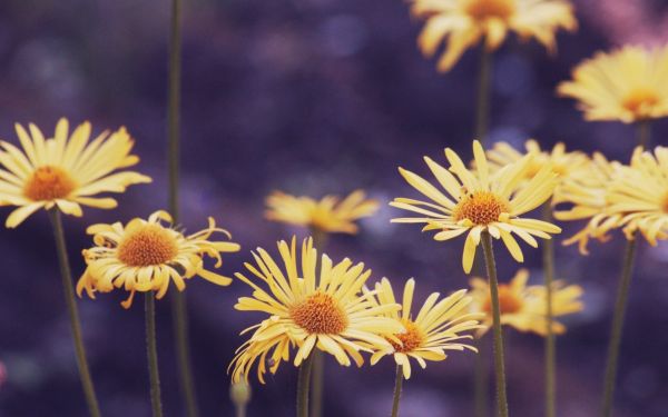 światło słoneczne,kwiaty,Natura,Rośliny,fotografia,Makro