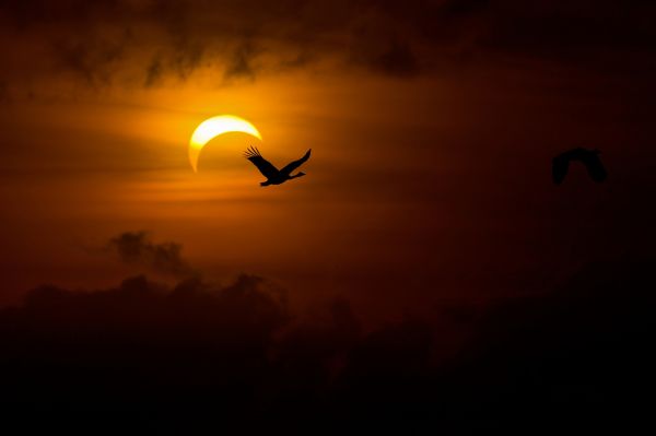 sunlight, birds, sunset, sky, silhouette, night