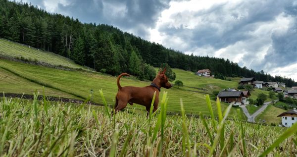 panorama,natureza,grama,Animais,campo,cachorro