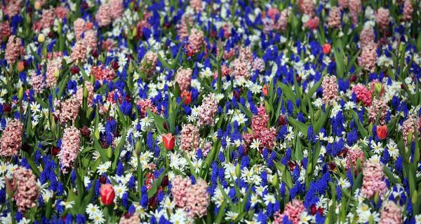 Flores,Tulipanes,lavanda,primavera,Muscari,Iris