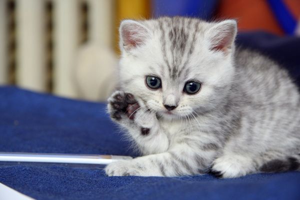 blanco,gato,asiático,bigotes,a rayas,gris