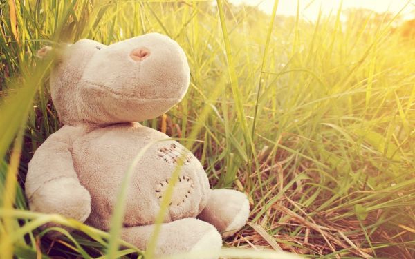 toys,stuffed animal,grass,Toy,child,flower